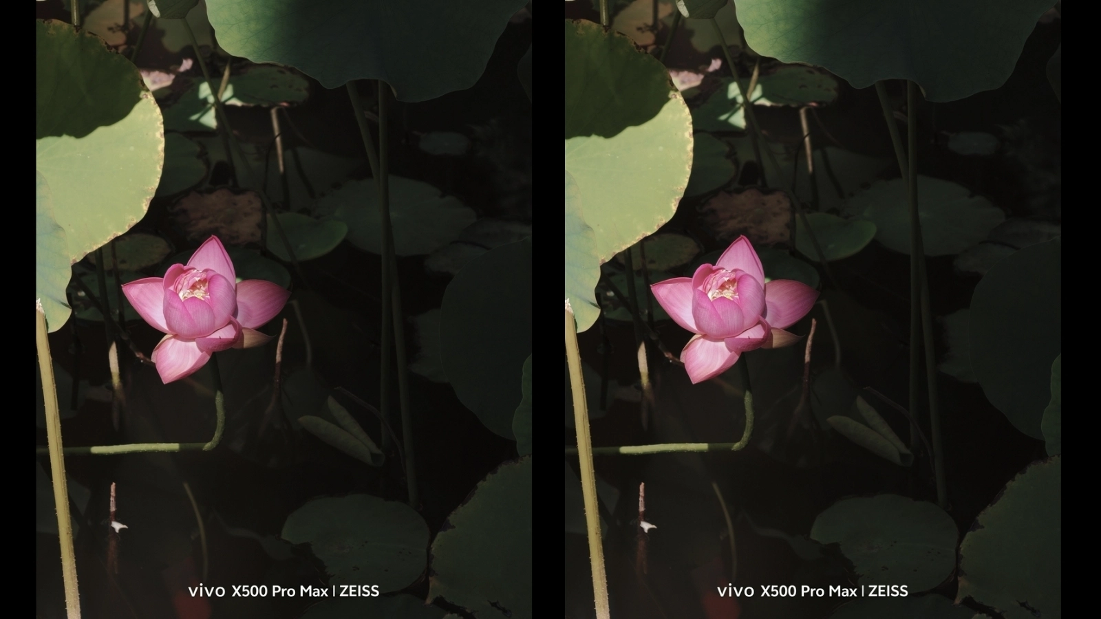 Đánh giá camera vivo X500 Pro Max: ZEISS APO 200MP có gì nổi bật? 7 Hình ảnh chụp hoa sen bằng vivo X500 Pro Max
